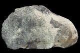 Hadrosaur (Edmontosaurus )Femur Fragment - Montana #100836-2
